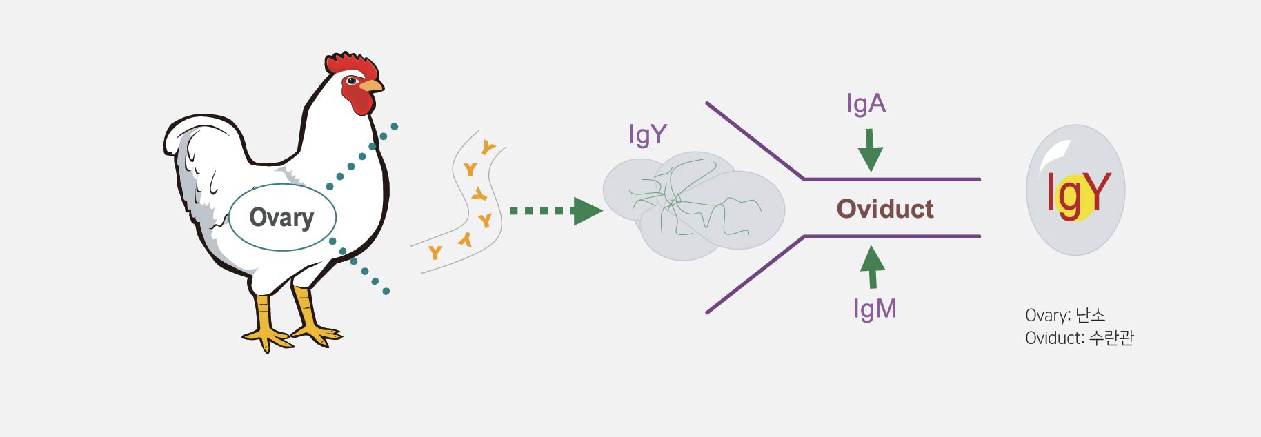 Concept diagram: IgY antibodies are transferred from the chicken’s ovary through the oviduct into the egg yolk