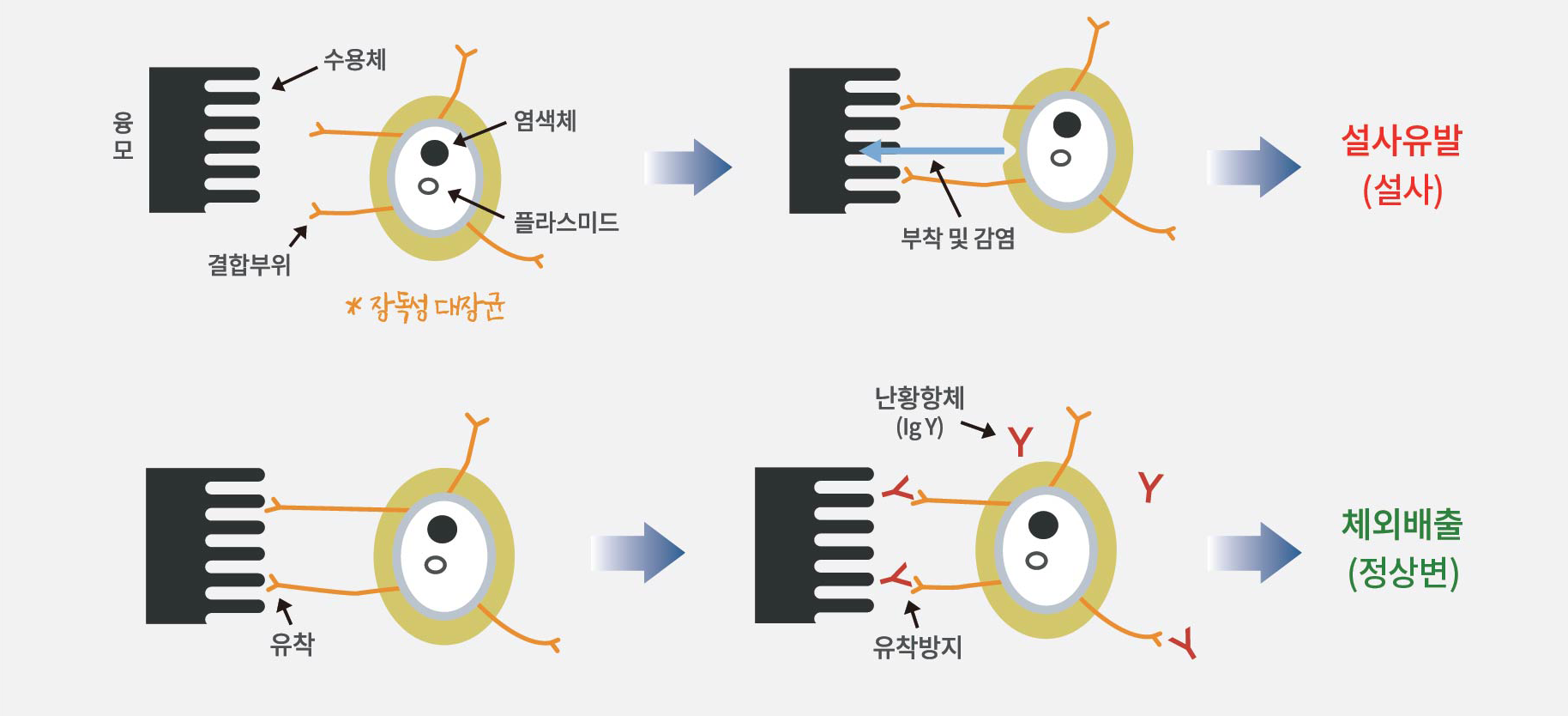 IgY antibodies prevent pathogenic E. coli from adhering to intestinal cells, helping prevent diarrhea and promoting bacterial elimination from the body