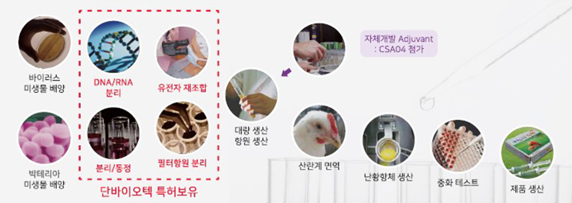 IgY development process